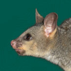 Report Possum Sightings in Whangārei Heads!
