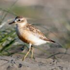 New Zealand Dotterel / Tūturiwhatu