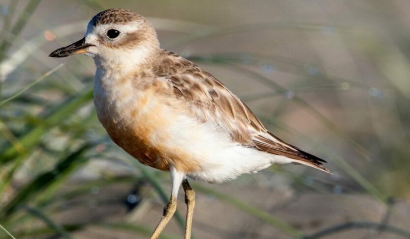 New Zealand Dotterel / Tūturiwhatu